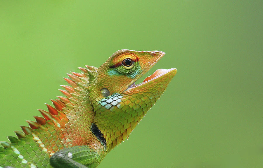 Lizard Photograph - Green Forest Lizard by Saranga Deva De Alwis