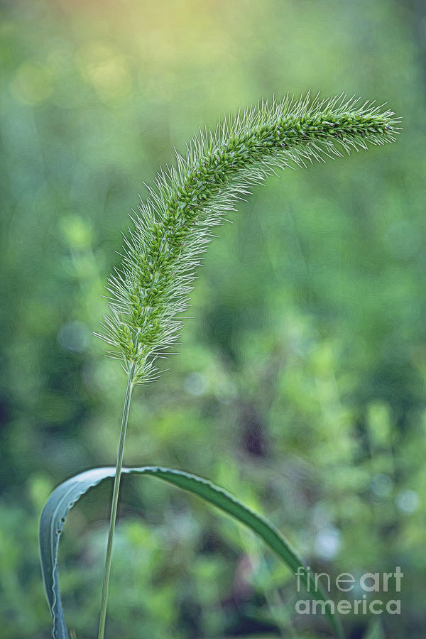 Green Foxtail Grass Vertical Photograph by Sharon McConnell