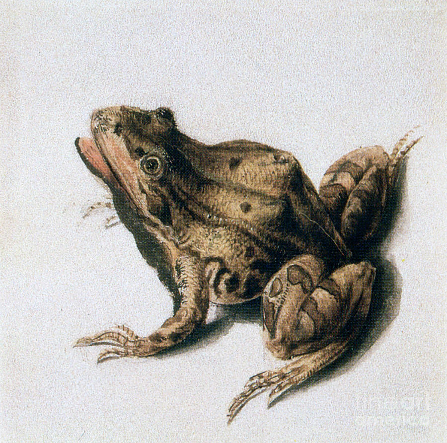 Green Frog, 16th Century. Artist Joris Drawing by Print Collector