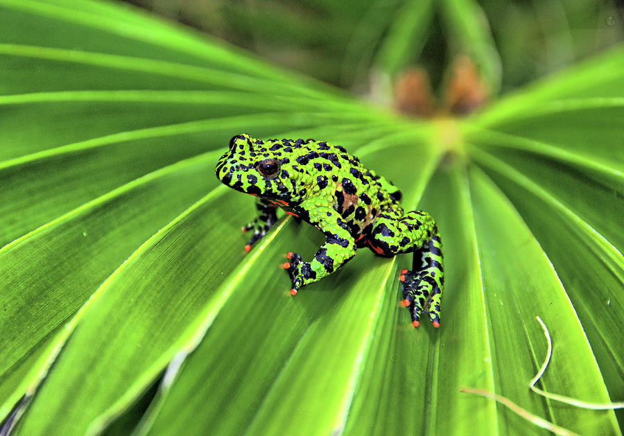 Green Frog Photograph by Jeff R Clow