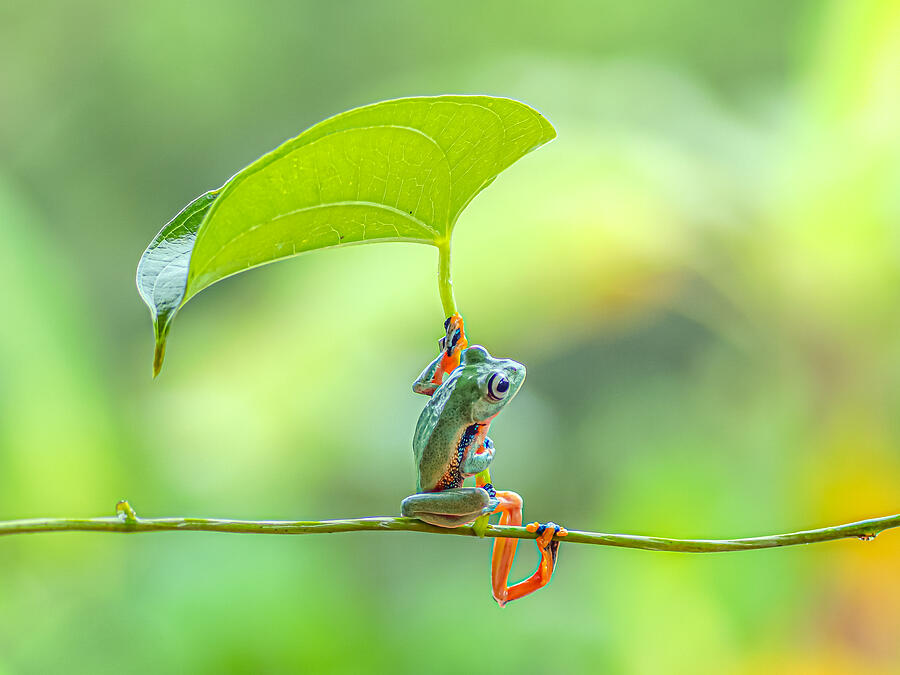 Nature Photograph - Green Frog by Nashruddin Al Islam