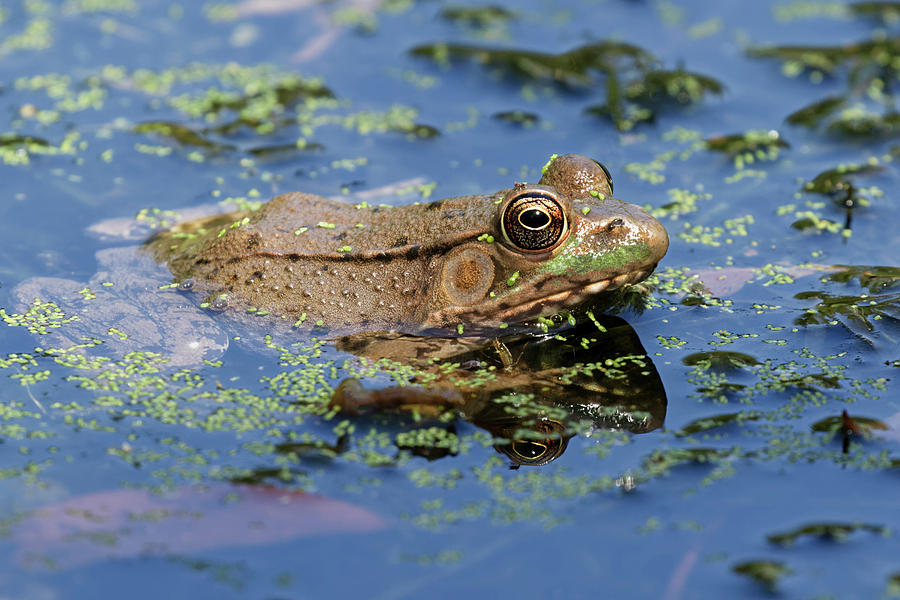 Green Frog, Rana Clamitans, Creasey Photograph by Adam Jones - Fine Art ...