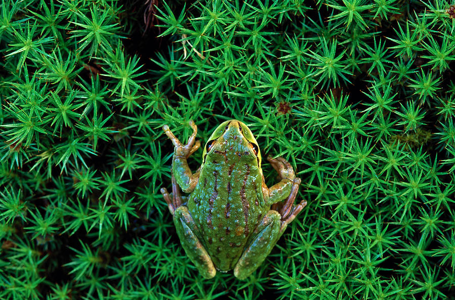 Green Frog Rana Clamitans Washington Photograph by Gavriel Jecan