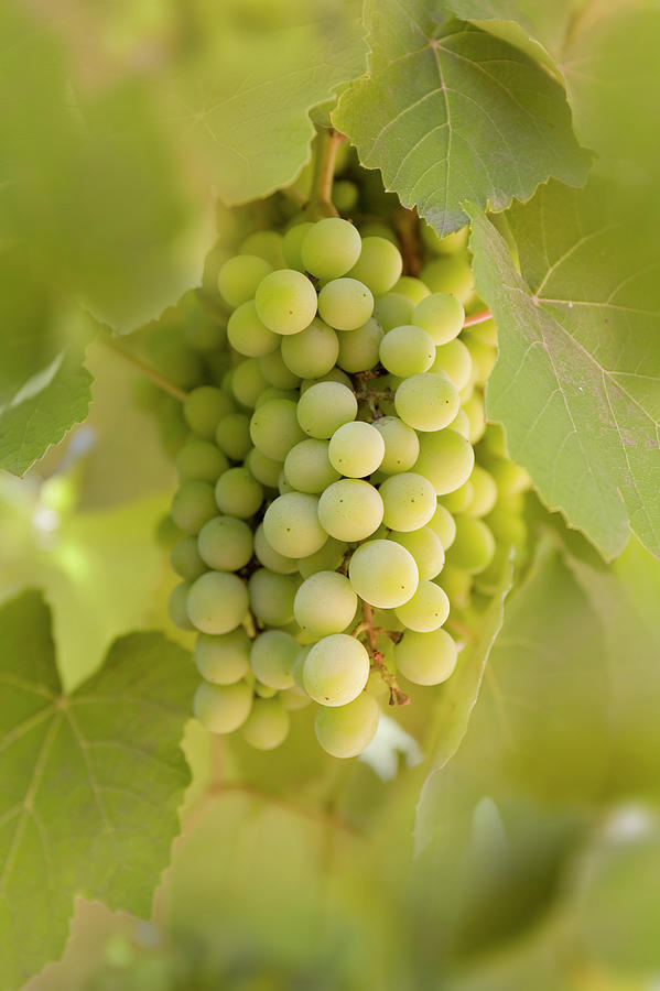 Green Grapes In Vineyard Photograph by Grafissimo