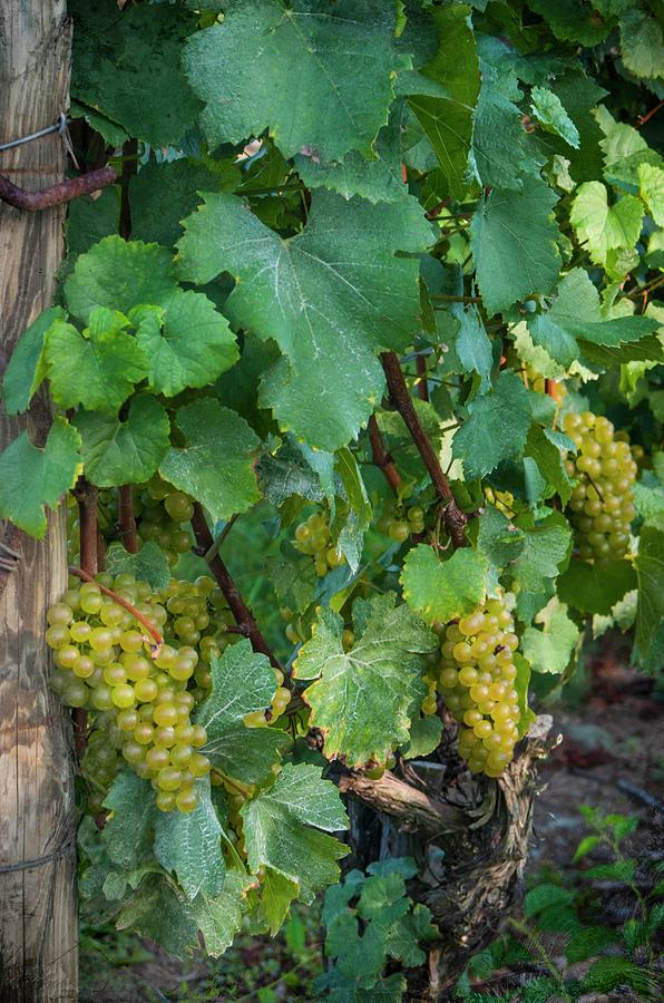 Green Grapes On A Vine In A Vineyard Photograph by Jennifer Blume