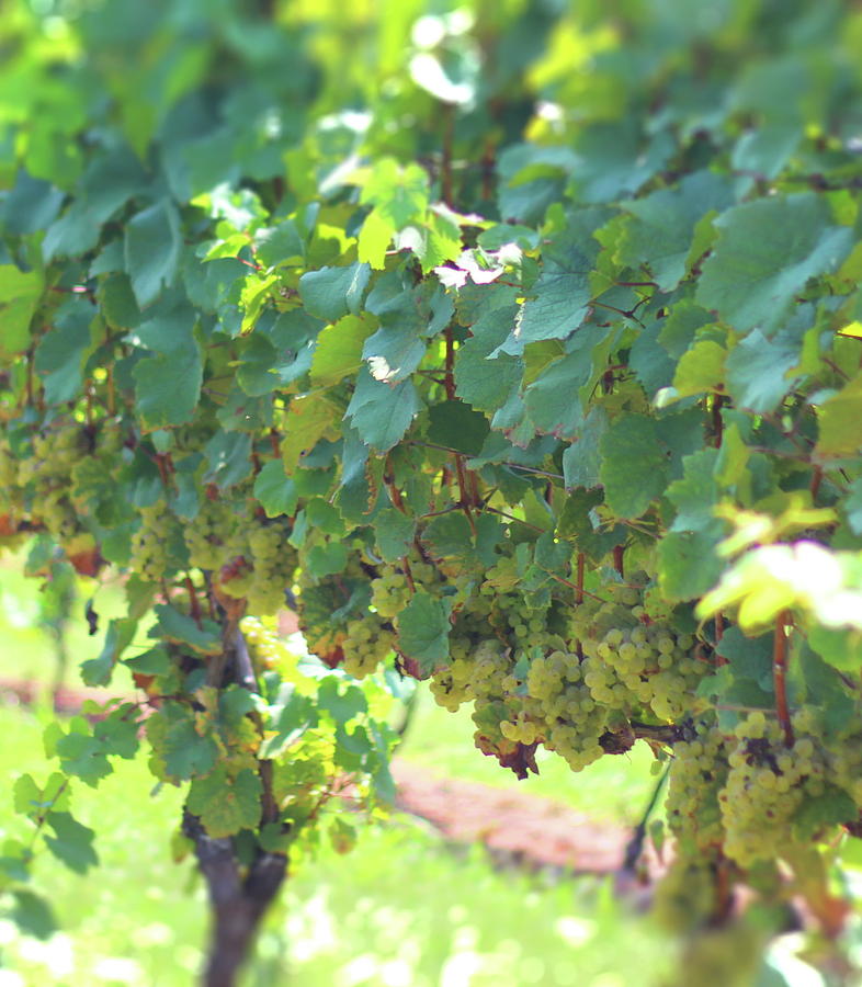 Green Grapes On The Vine Photograph by Cathy Lindsey