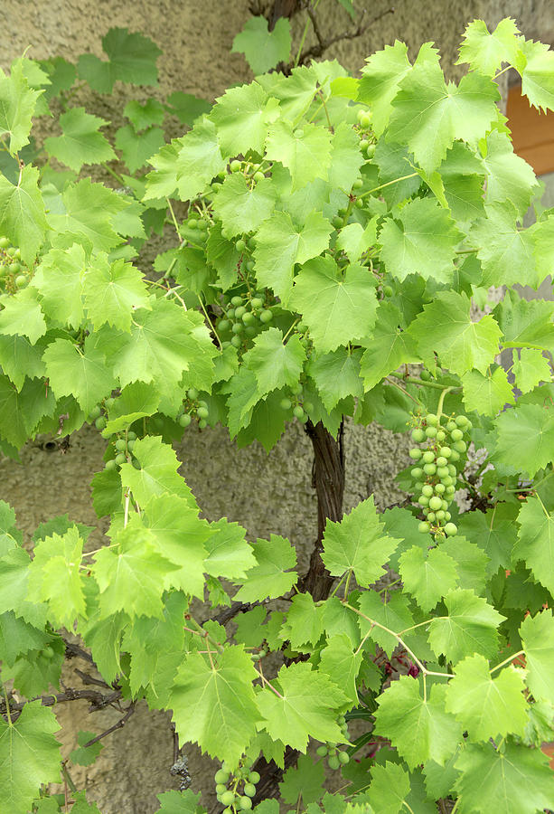 Green Grapes Vines Photograph