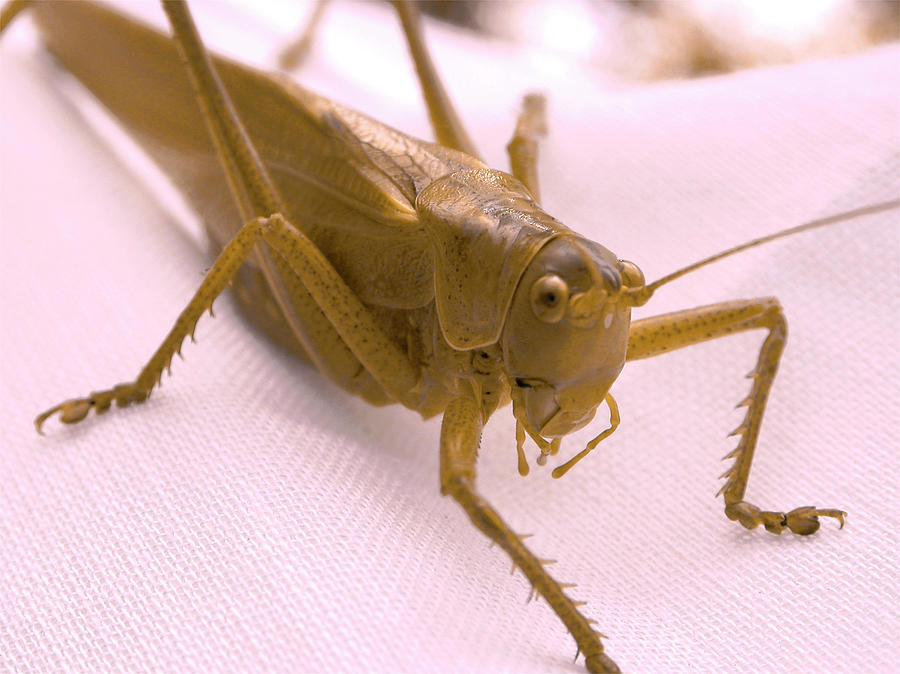 Green grashopper by picturetom Green grashopper by picturetom