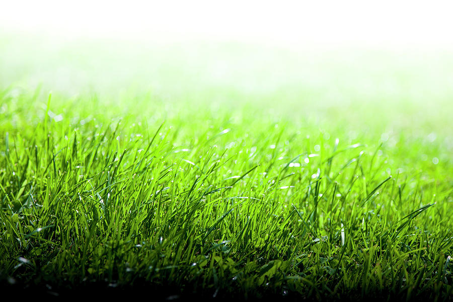Green Grass Background Photograph by Enjoynz