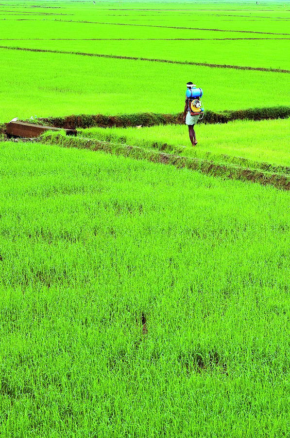 Nature Photograph - Green Grass Earth Paddy Kerala by Anoop Negi
