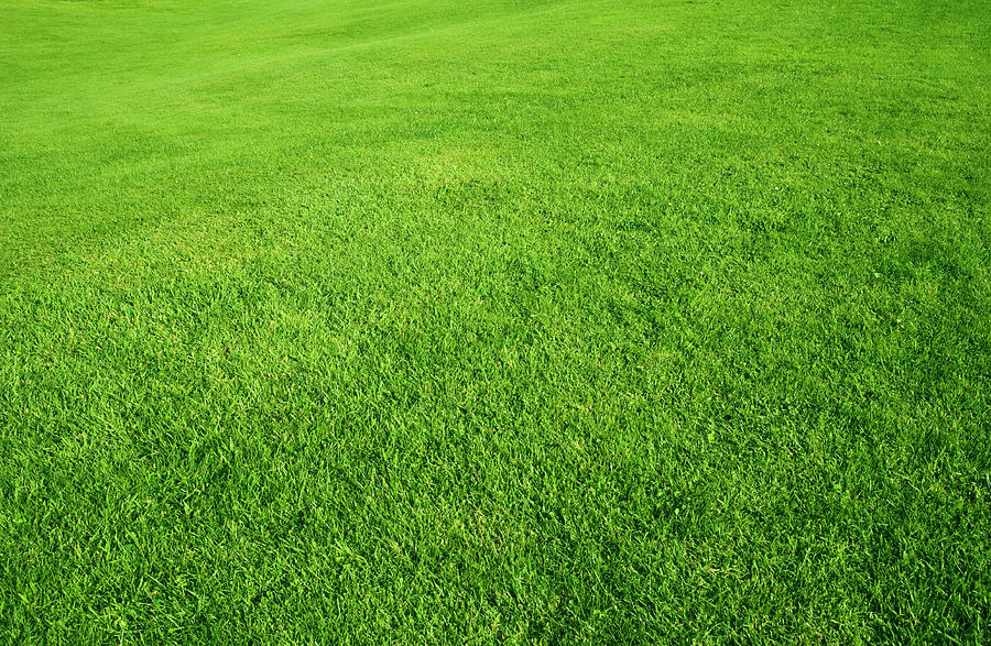 Green Grass Field Photograph by Rouzes