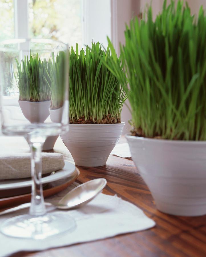 Green Grass Growing In White China Bowls Photograph by Veronika Stark