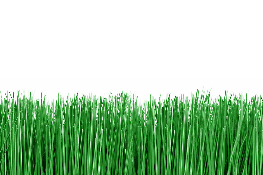 Green Grass On White Background Photograph by Billnoll