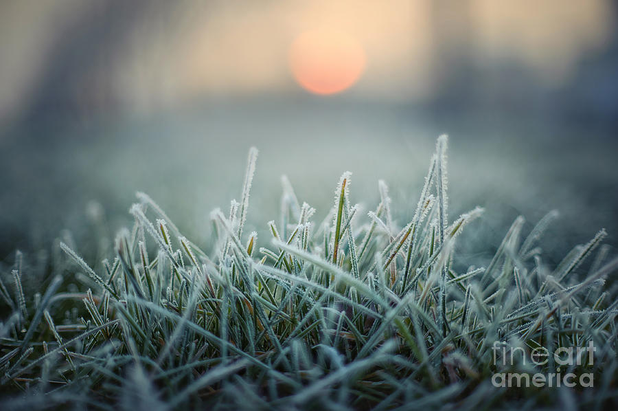 Gift Photograph - Green Grass With Morning Frost And Red by Chromakey Gift Photograph - Green Grass With Morning Frost And Red by Chromakey
