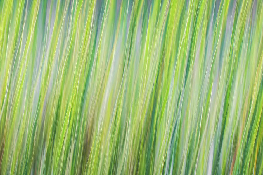 Green Grasses Photograph by Brad Bellisle
