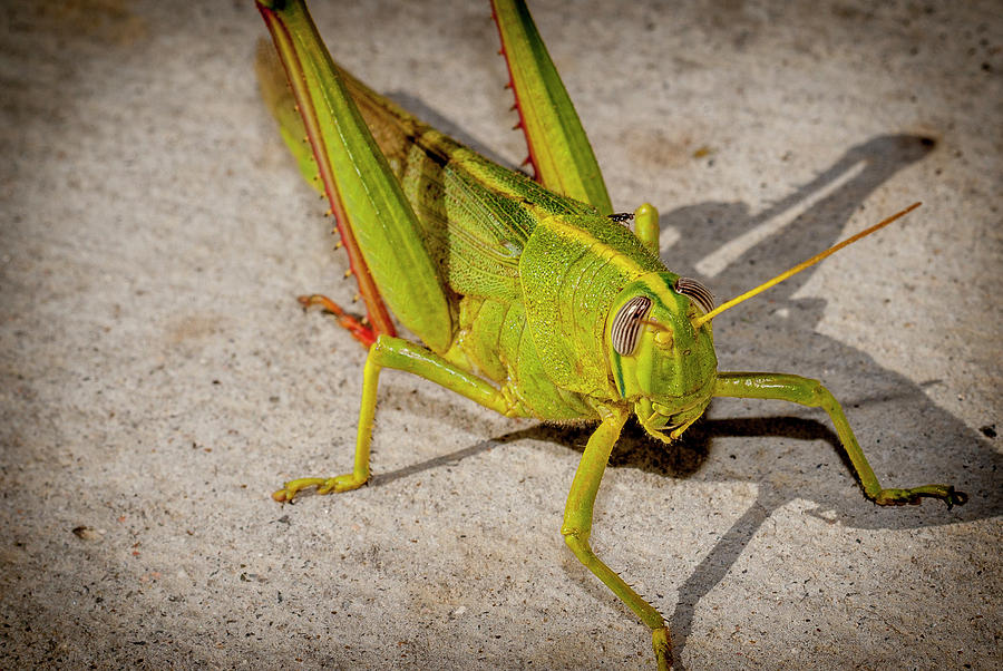 Green Grasshopper Photograph by Donald Pash