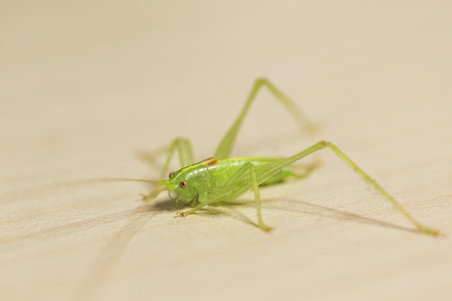 Green Grasshopper Photograph
