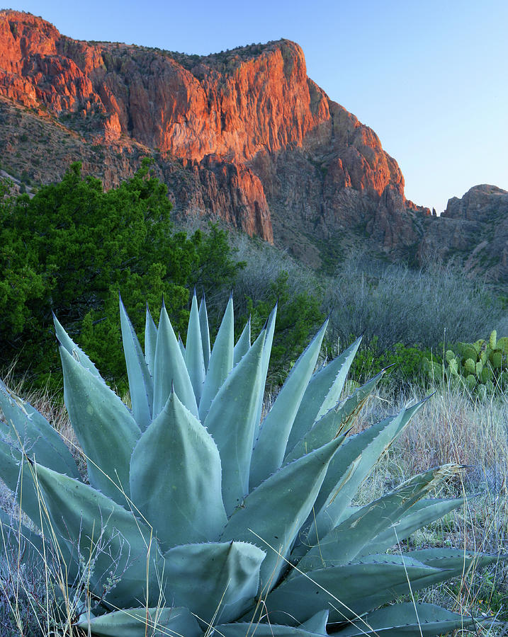 Green Gulch Agave Photograph by Ericfoltz