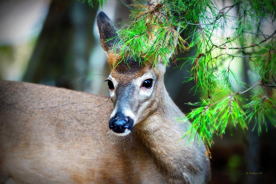 Green Haired Deer Photograph by Brian Wallace