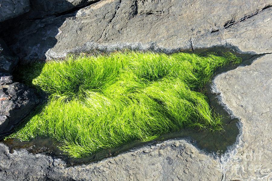 Green Hairweed (chaetomorpha Linum) Photograph by Martyn F. Chillmaid ...