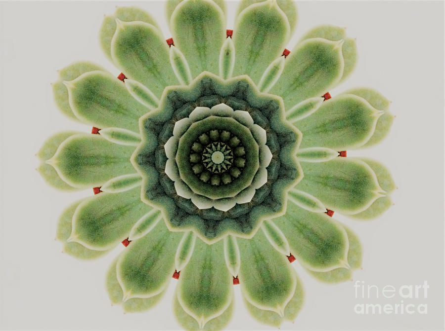 Green Heart Chakra Flower Photograph by Brain Palette - Fine Art America