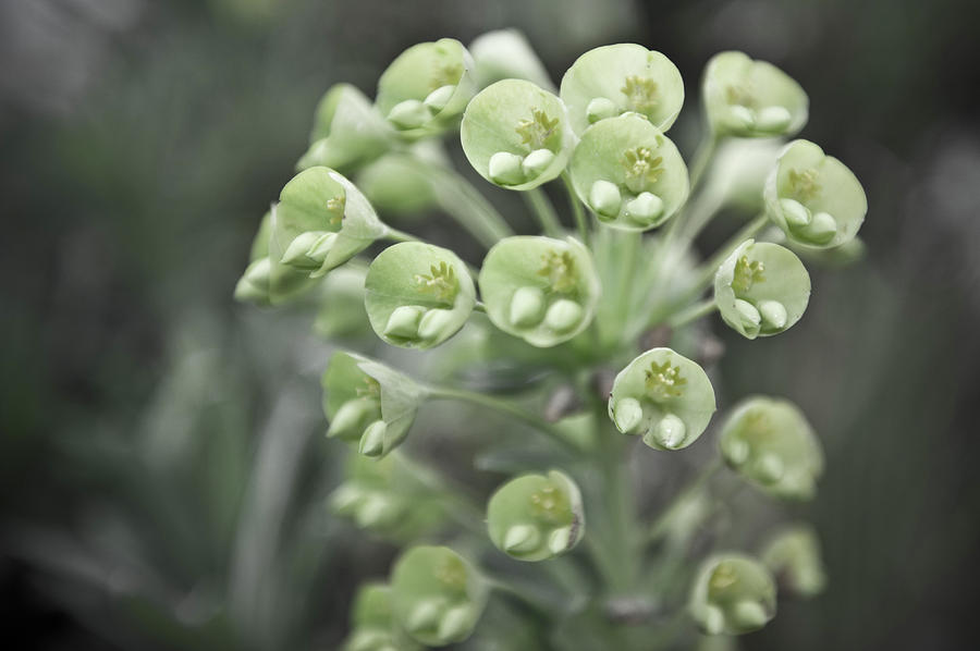 Green Hellibore Flower Photograph by Helen Jackson