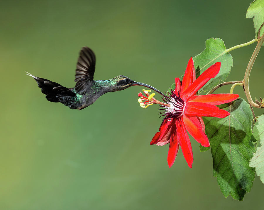 Animal Photograph - Green Hermit Hummingbird  And Passion by Jon G. Fuller