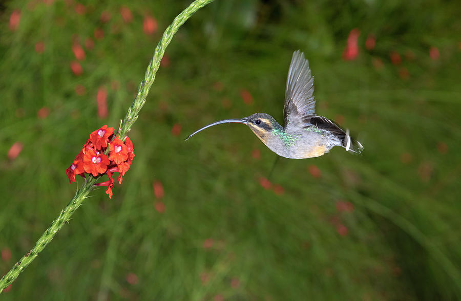 Green Hermit Hummingbird Feeding Photograph by Ivan Kuzmin - Fine Art ...