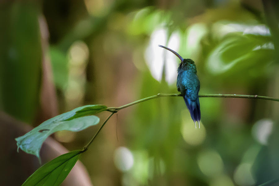 Green Hermit Hummingbird Jardin Botanico del Quindio Calarca Col Photograph by Adam Rainoff