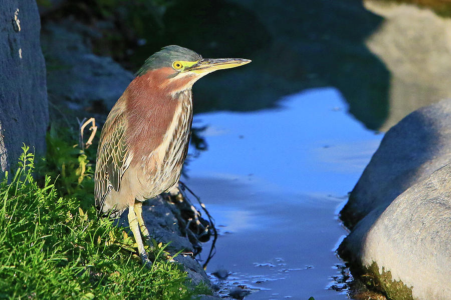 Green Heron 4 Photograph by Shoal Hollingsworth