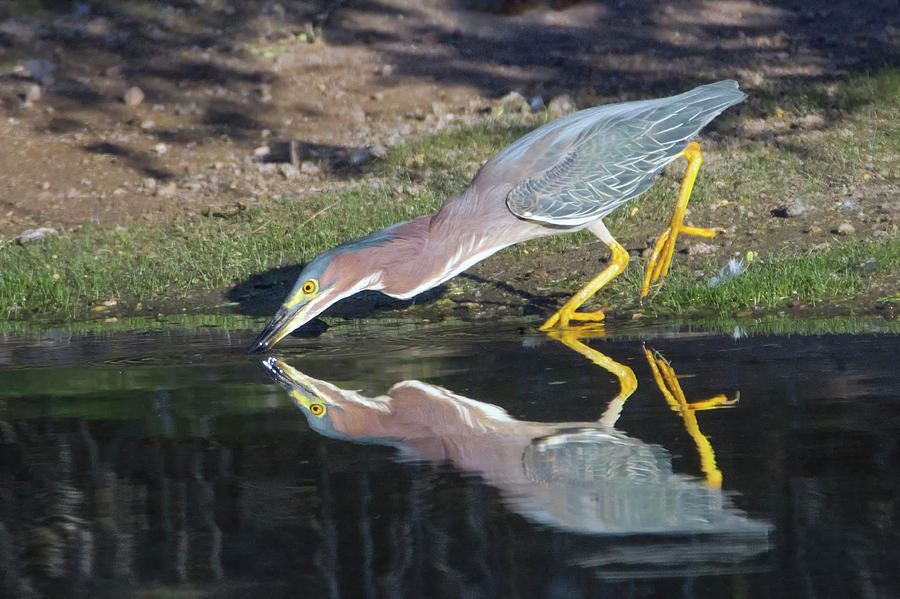 Green Heron 6555-061419 by Tam Ryan Green Heron 6555-061419 by Tam Ryan