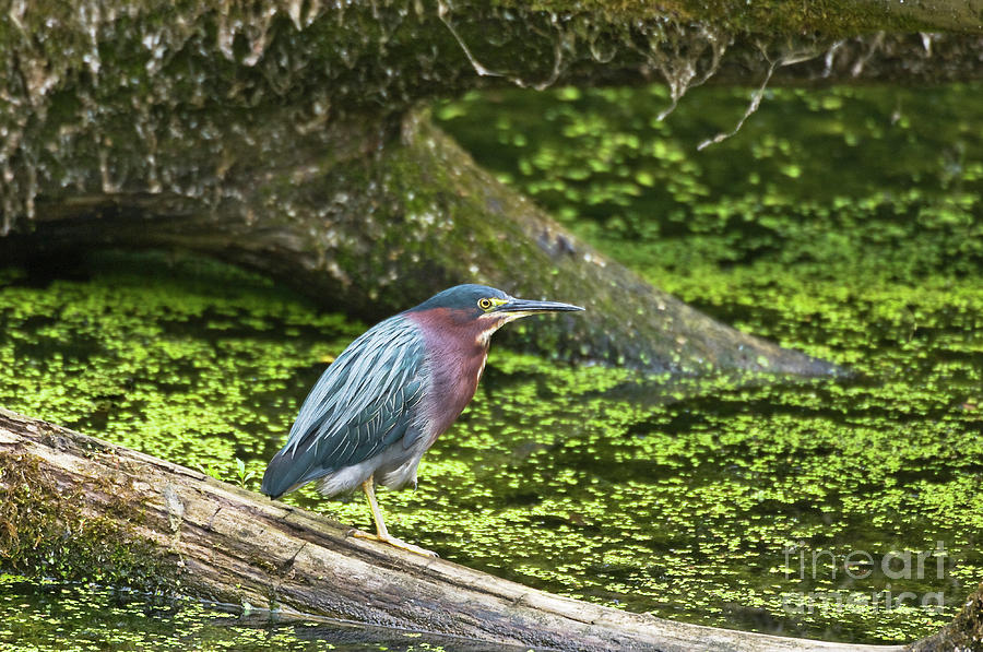 Green Heron  Photograph by Alan Schroeder