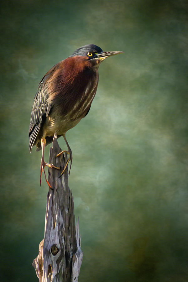 Green Heron Artistic Portrait Photograph by Dawn Currie