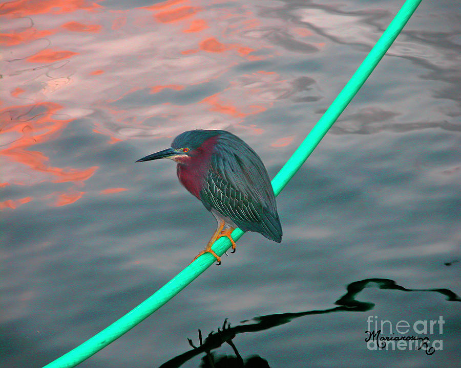 Green Heron at Sunset Photograph by Mariarosa Rockefeller