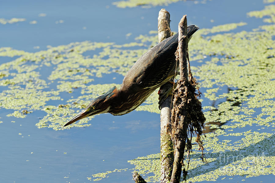 Green Heron Fishing Morning Photograph by Natural Focal Point Photography