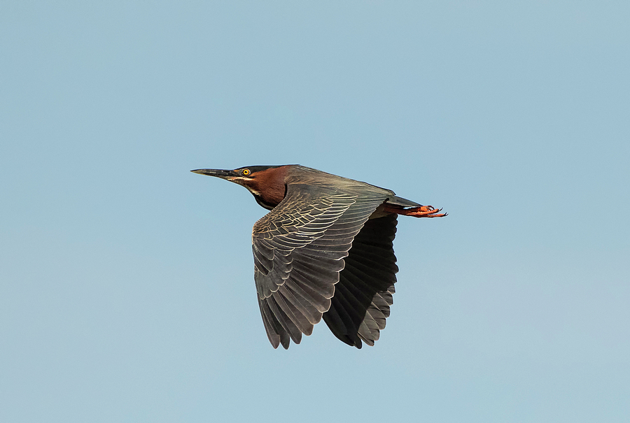 Green Heron Flyby Photograph by Loree Johnson
