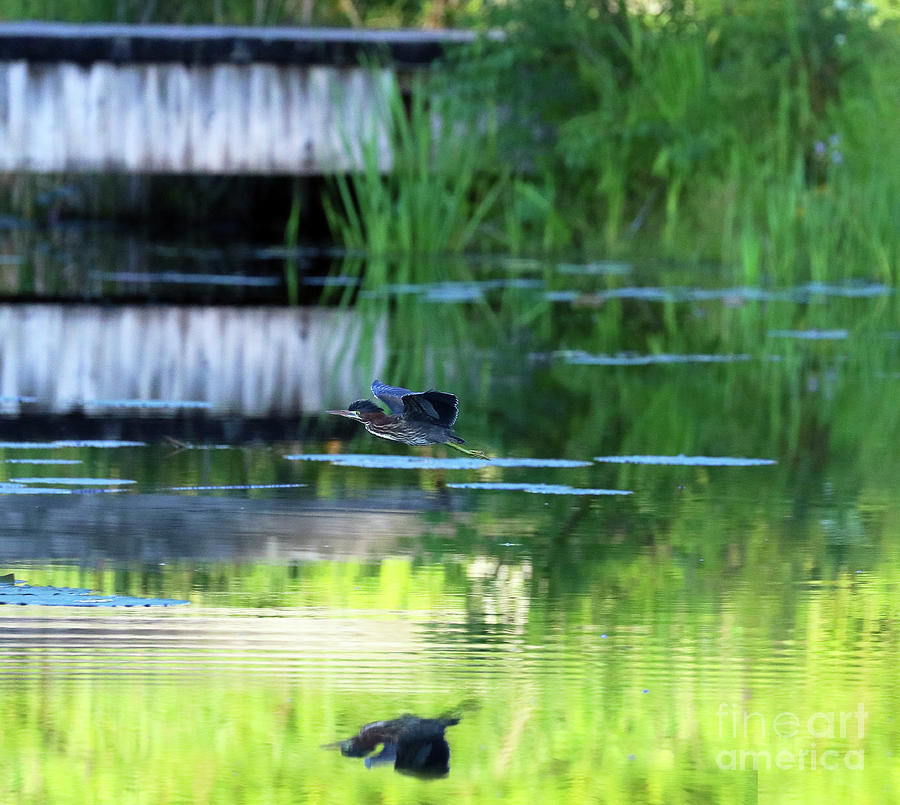 Green Heron in Flight 0162 Photograph by Jack Schultz | Fine Art America