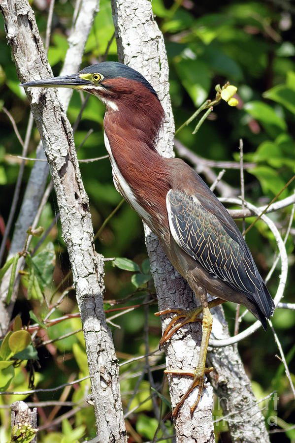 Green Heron in the Glades Photograph by Natural Focal Point Photography