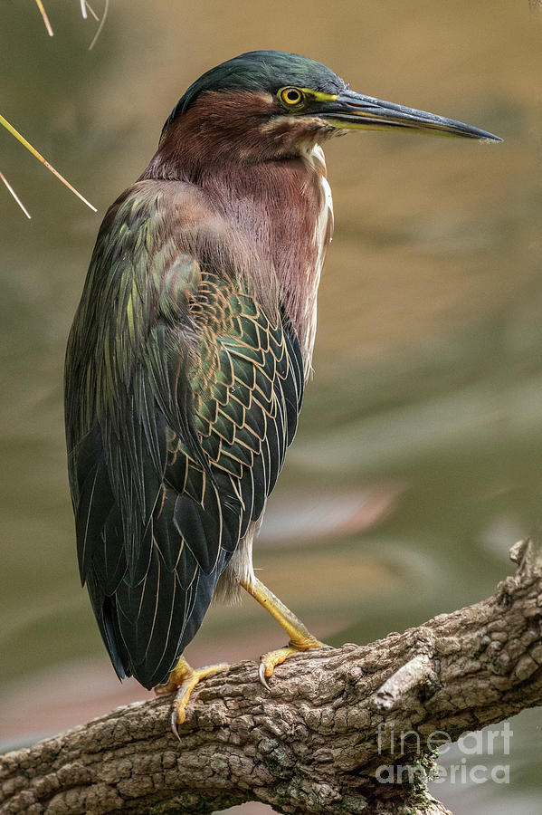 Green Heron Photograph by Jo Ann Gregg