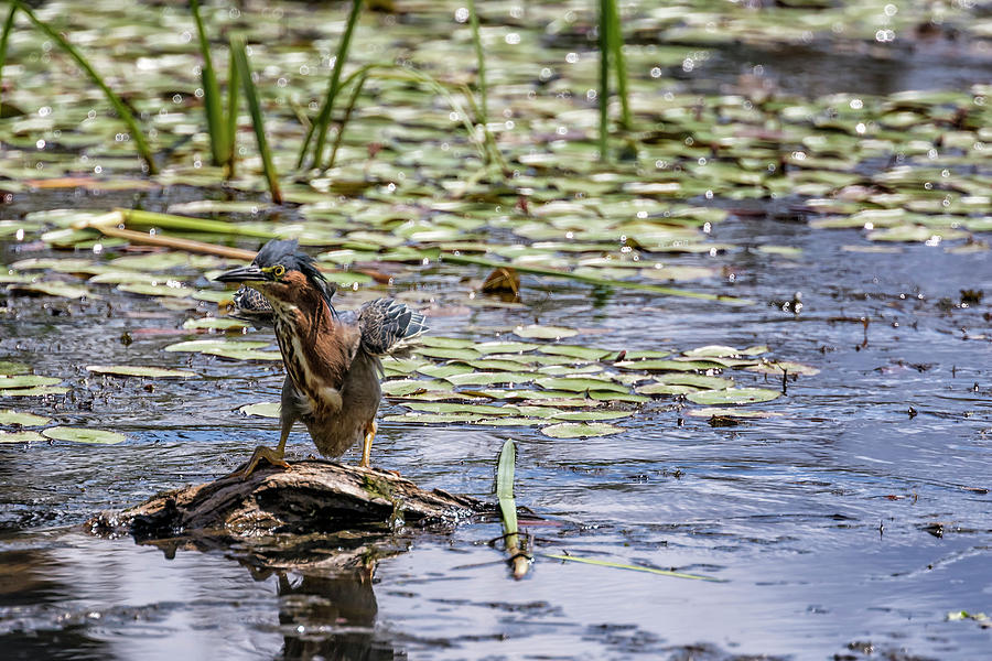 Green Heron Landing by Belinda Greb Green Heron Landing by Belinda Greb