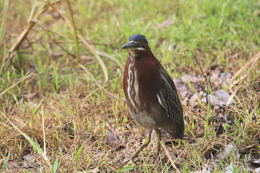 Green Heron Photograph by Living Color Photography Lorraine Lynch