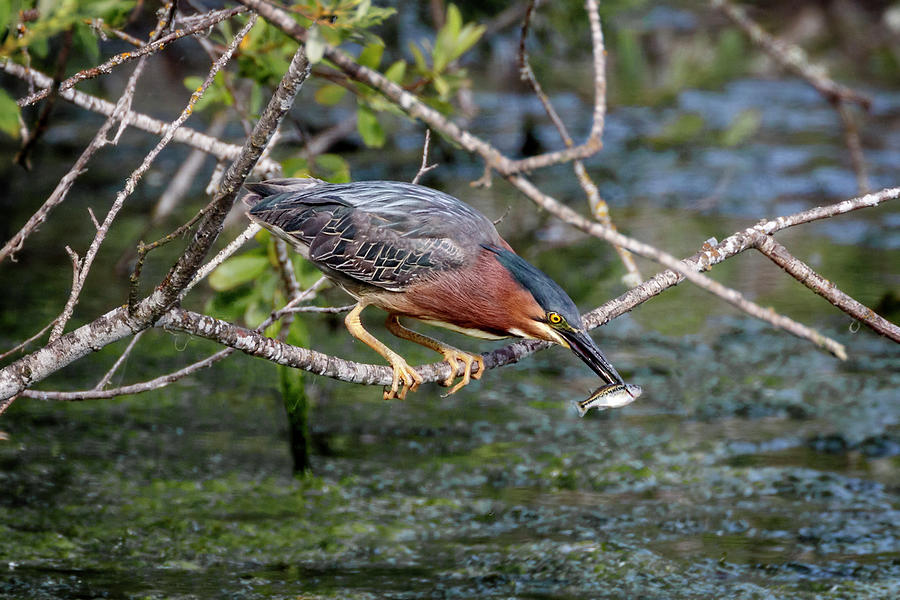 Green Heron Minisnack Photograph by Wes and Dotty Weber