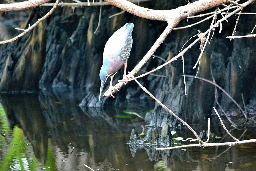 Green Heron Of Southwest Florida Photograph