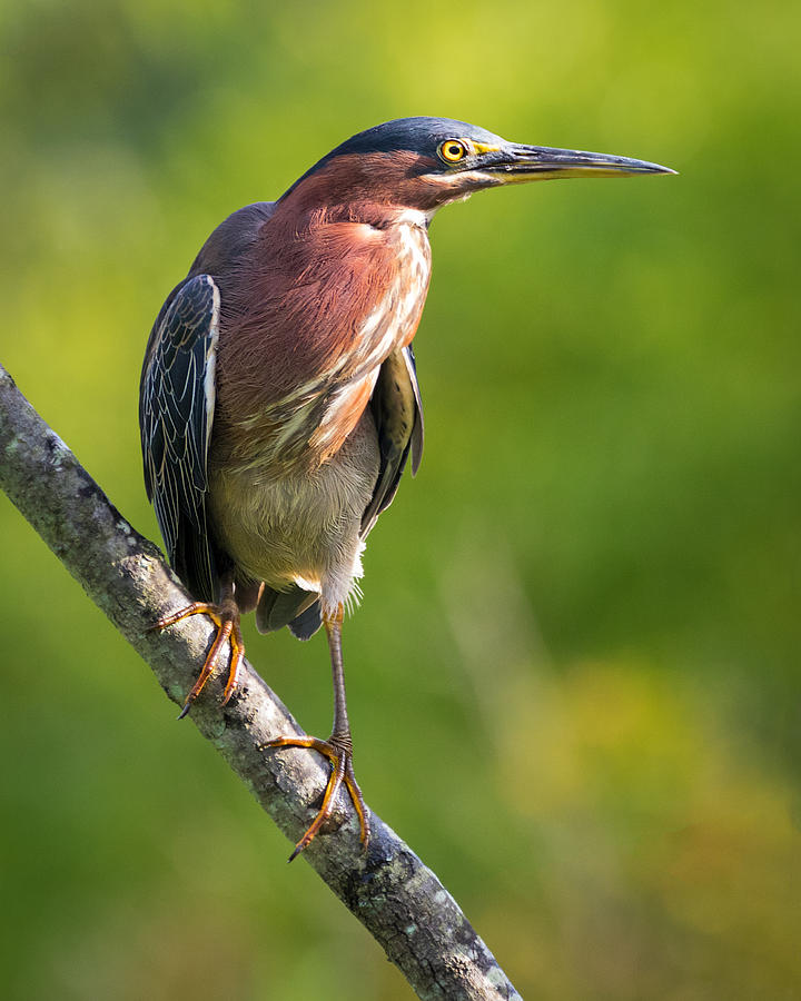 Green Heron Portrait Photograph by Jay Whipple - Fine Art America