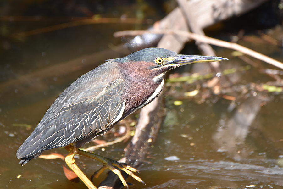 Green Heron Photograph by Stephen Adgate - Fine Art America