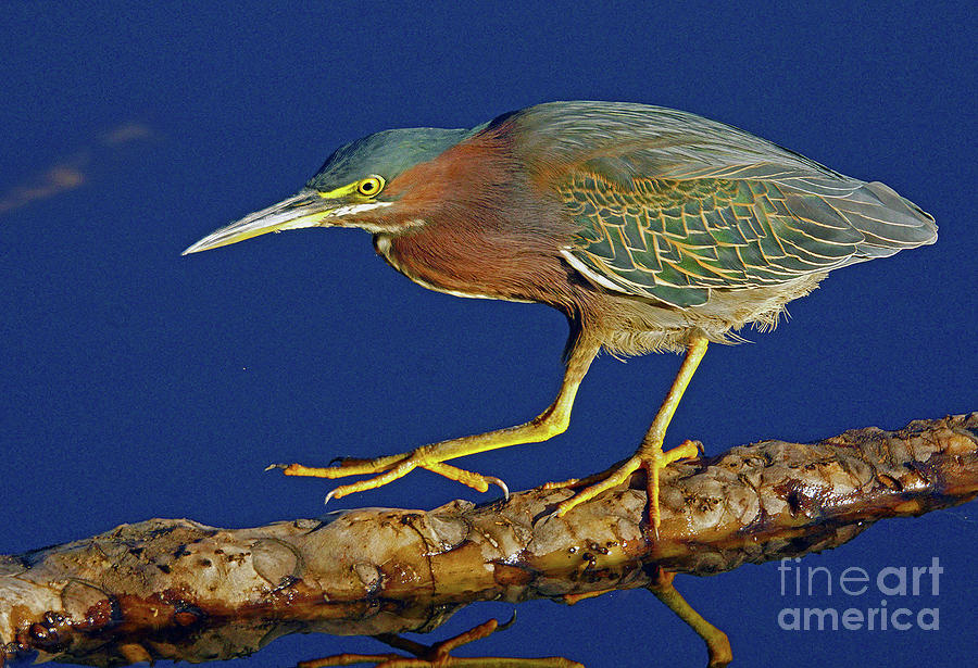 Green Heron Stepping Out  Photograph by Larry Nieland