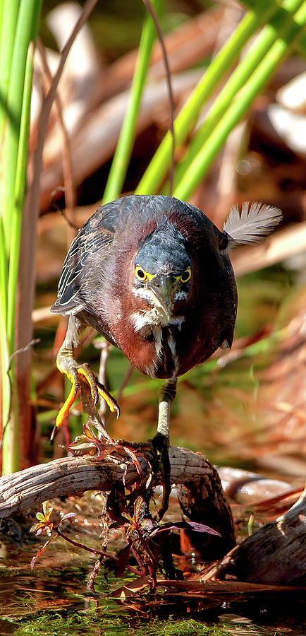 Green Heron Stalking Photograph by Gene Bollig
