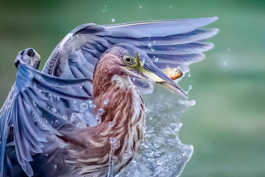 Green Heron Photograph by Tao Huang