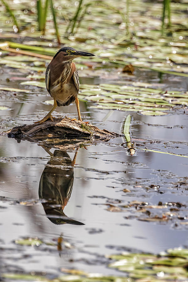 Green Heron with Reflection, Vertical by Belinda Greb Green Heron with Reflection, Vertical by Belinda Greb