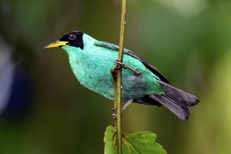 Green Honeycreeper Male - Laguna Del Photograph by Bill Gozansky - Fine ...